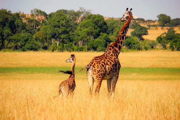Saving giraffes