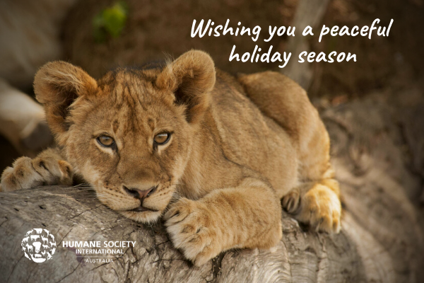 Lion Holiday Card