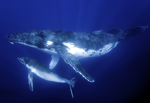 Protecting whales and dolphins