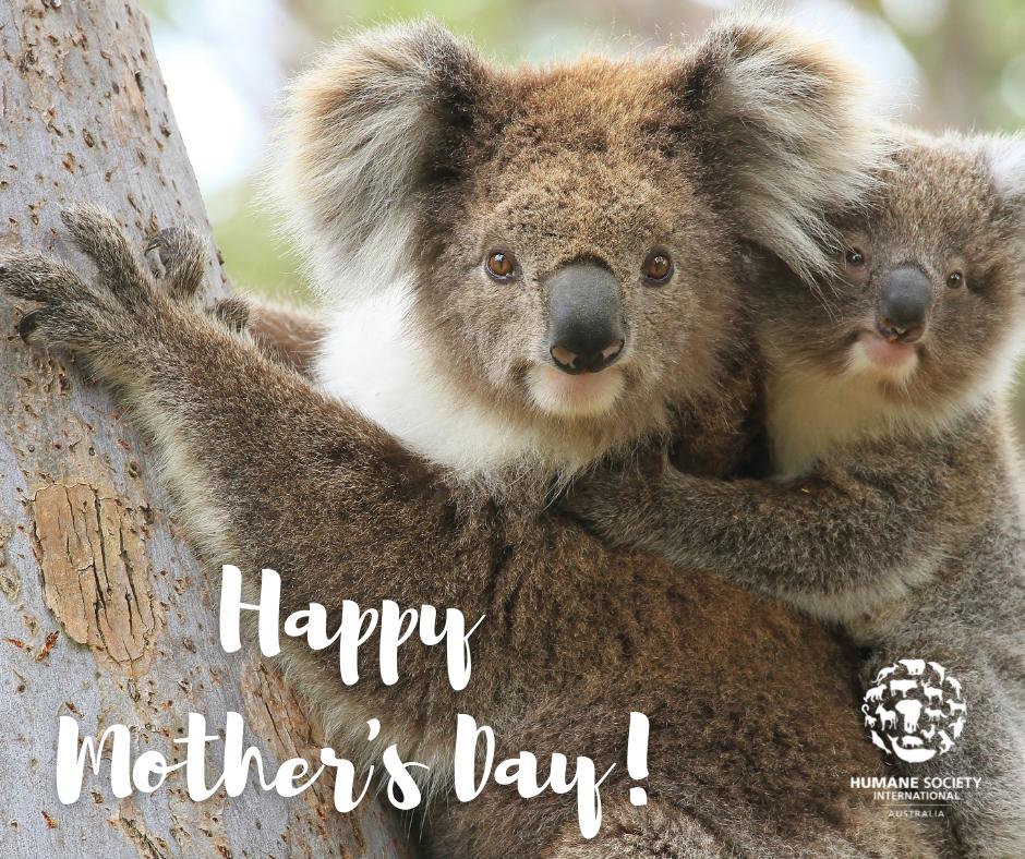 Koala Mother's Day Card