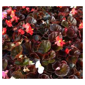 Dark Leaf Begonias