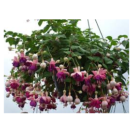 Fuchsia - Hanging Basket