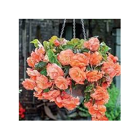 Nonstop Begonias - Hanging Basket