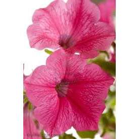 Petunia - SINGLE Bloom