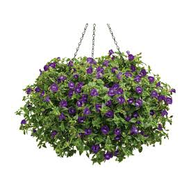 Torenia - Hanging Basket