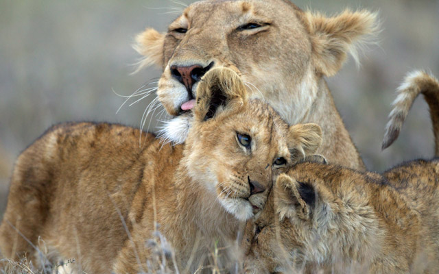Lionness with two lion cubs