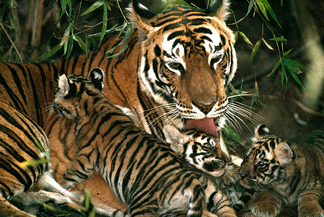 Tiger licks her cubs.