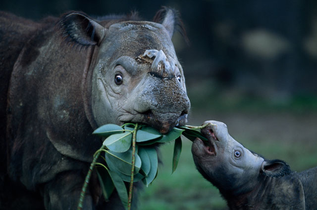 Sumatran rhino adult and calf eating leaves.