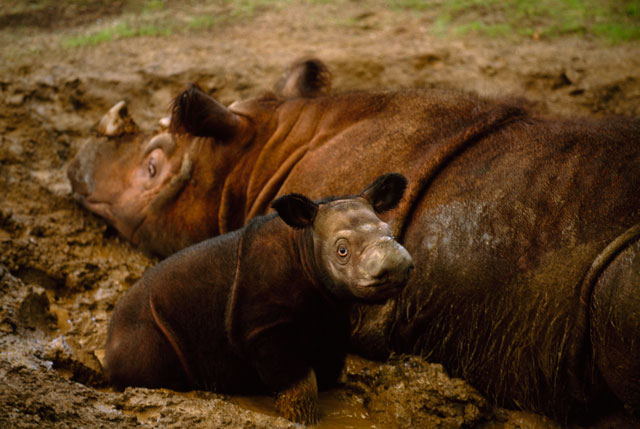 Sumatran rhino and calf lying in the mud.