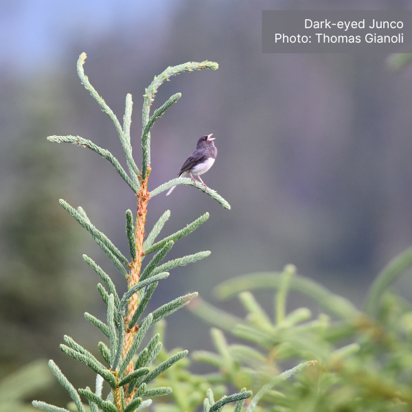 A Dark-eyed Junco is seen singing from a conifer.