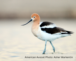 American Avocet
