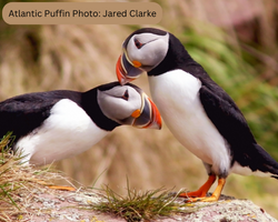 Two Atlantic puffins on rocky shore