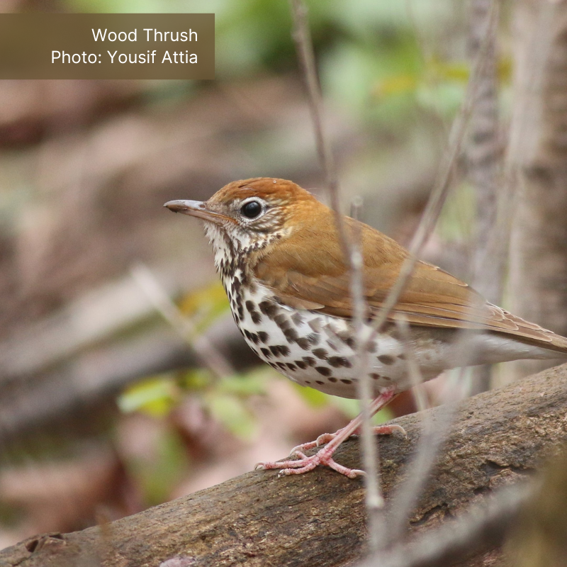 A Wood Thrush perches on a fallen log on the forest floor.