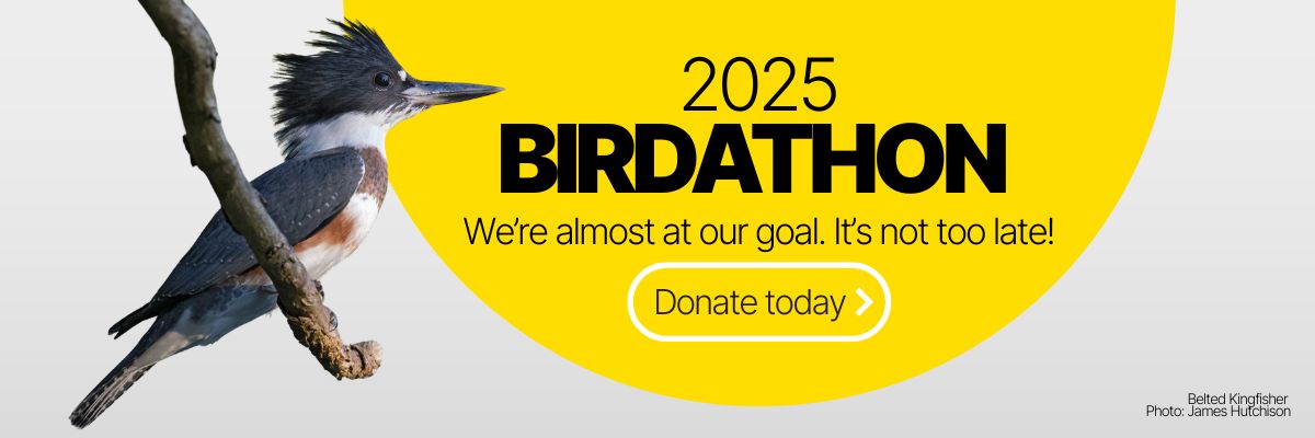 A Belted Kingfisher peches on a branch, overlay text reads 