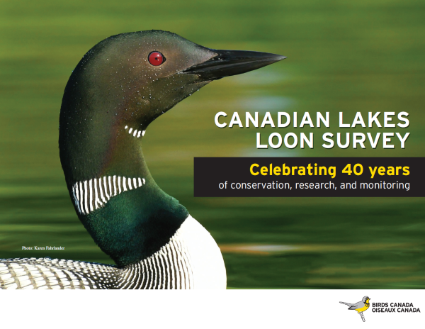 Image of the Front Cover of the Canadian Lakes Loon Survey: Celebrating 40 years of conservation, research, and monitoring. The cover includes the title and a majestic photo of an Adult Common Loon. Photo credit to Karen Fahrlander.