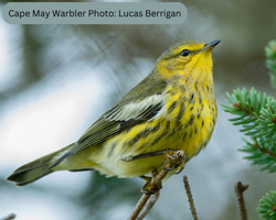 Cape May Warbler in fall plumage