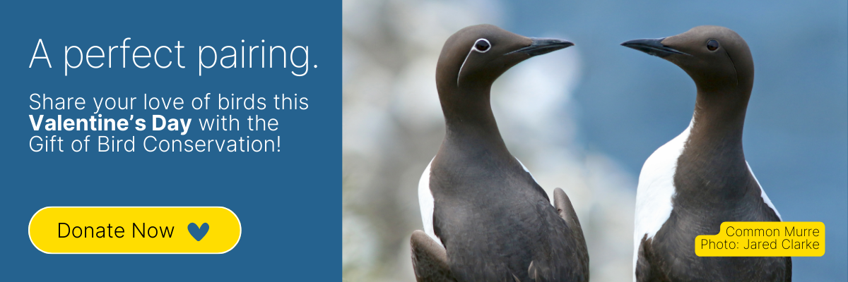 Two Common Murres face each other, forming a heart shape. Text reads 