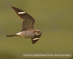 Common Nighthawk in flight