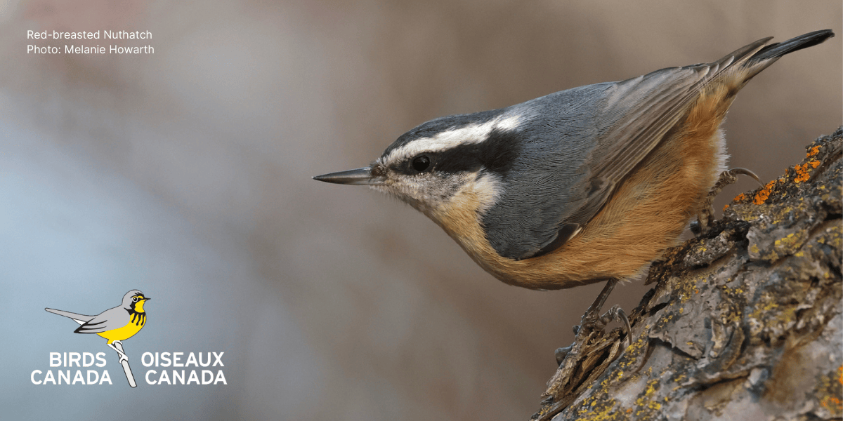 A Red-breasted Nuthatch perches on a tree limb.