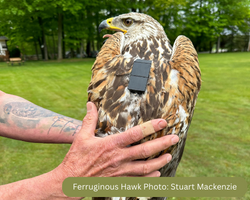 Ferruginous Hawk, Erieau, being held to show her Motus tracking device