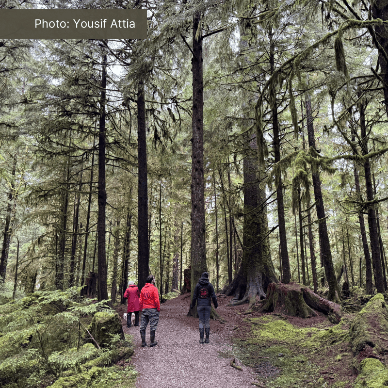 Three people stand in a spruce forest.