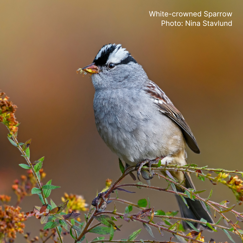 A White-crowned Sparrow perches on a shrub.
