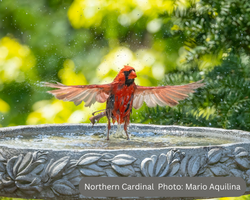 Male Northern Cardinal splashing in bird bath