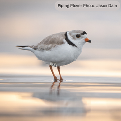 Piping Plover portrait