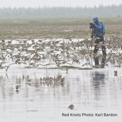 Amie MacDonald scoping large flock of Red Knots