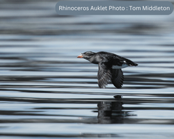 Rhinoceros Auklet flying low over still water