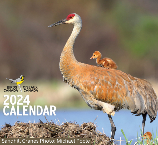 Sandhill Crane standing tall with one small colt on its back and a second colt hiding in the grass. 