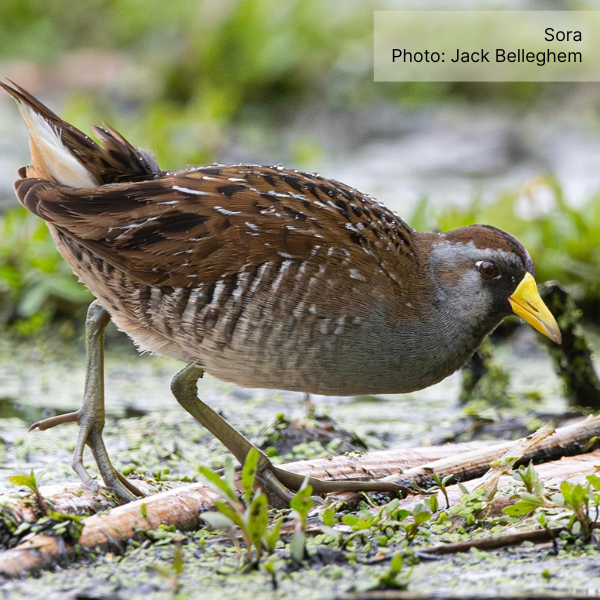 A Sora steps over a fallen reed in a wetland.