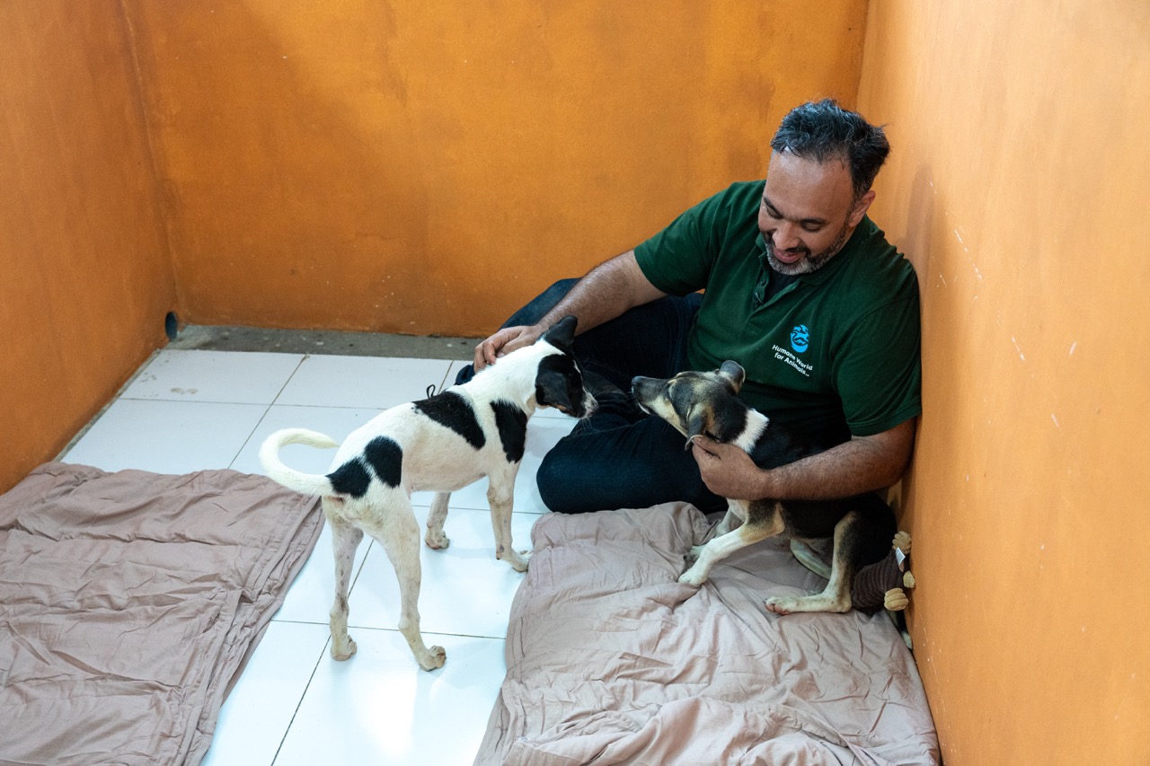 Humane World for Animals