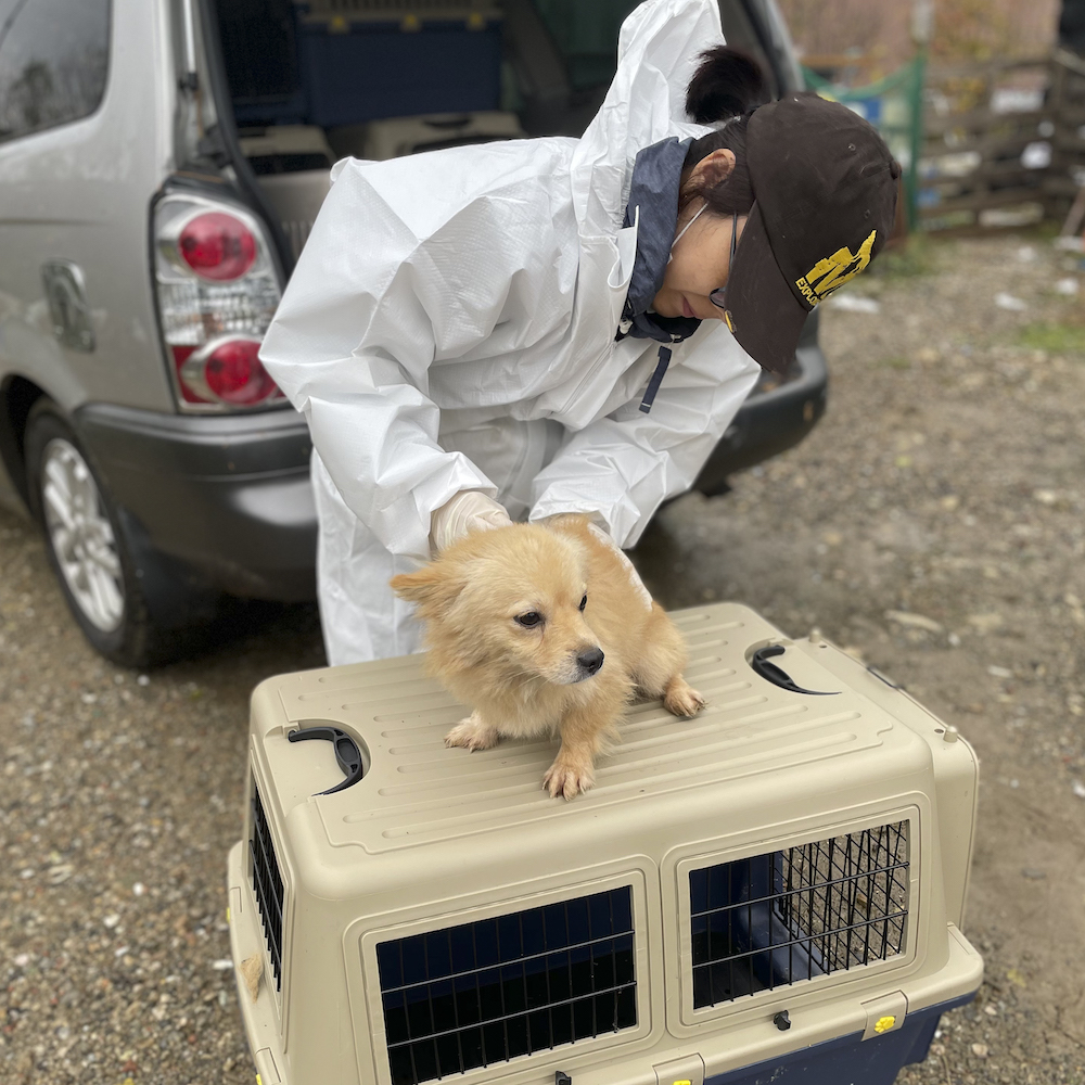 Dog meat Rescue