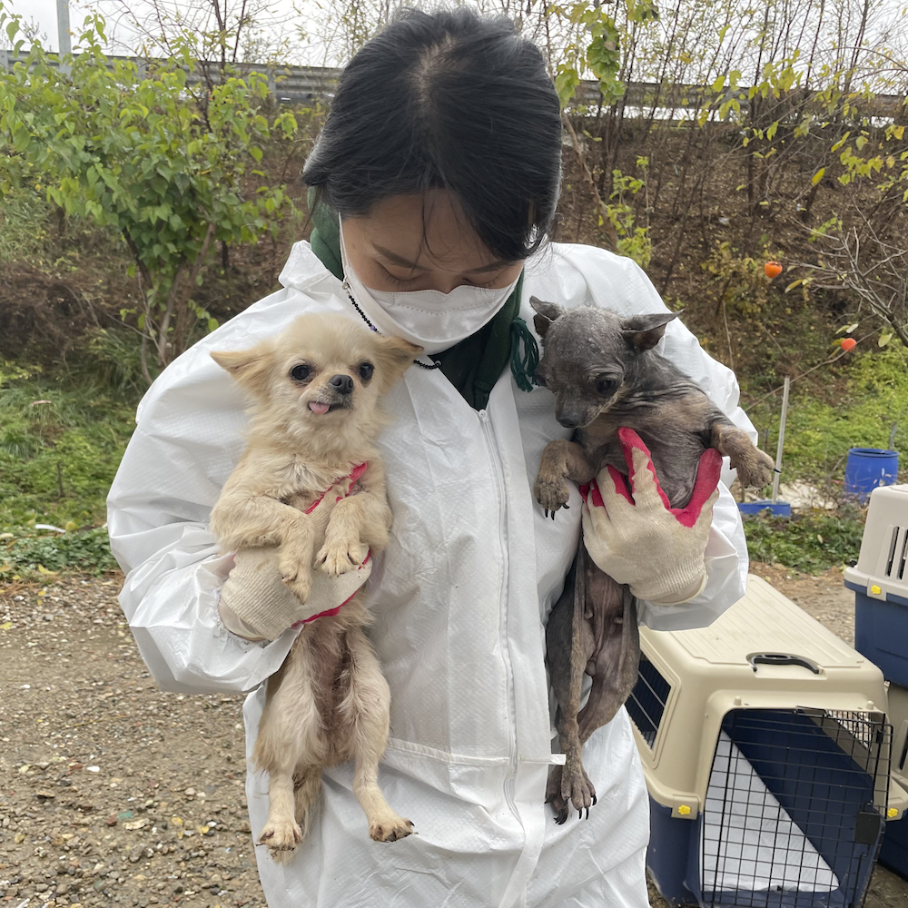 Dog meat rescue