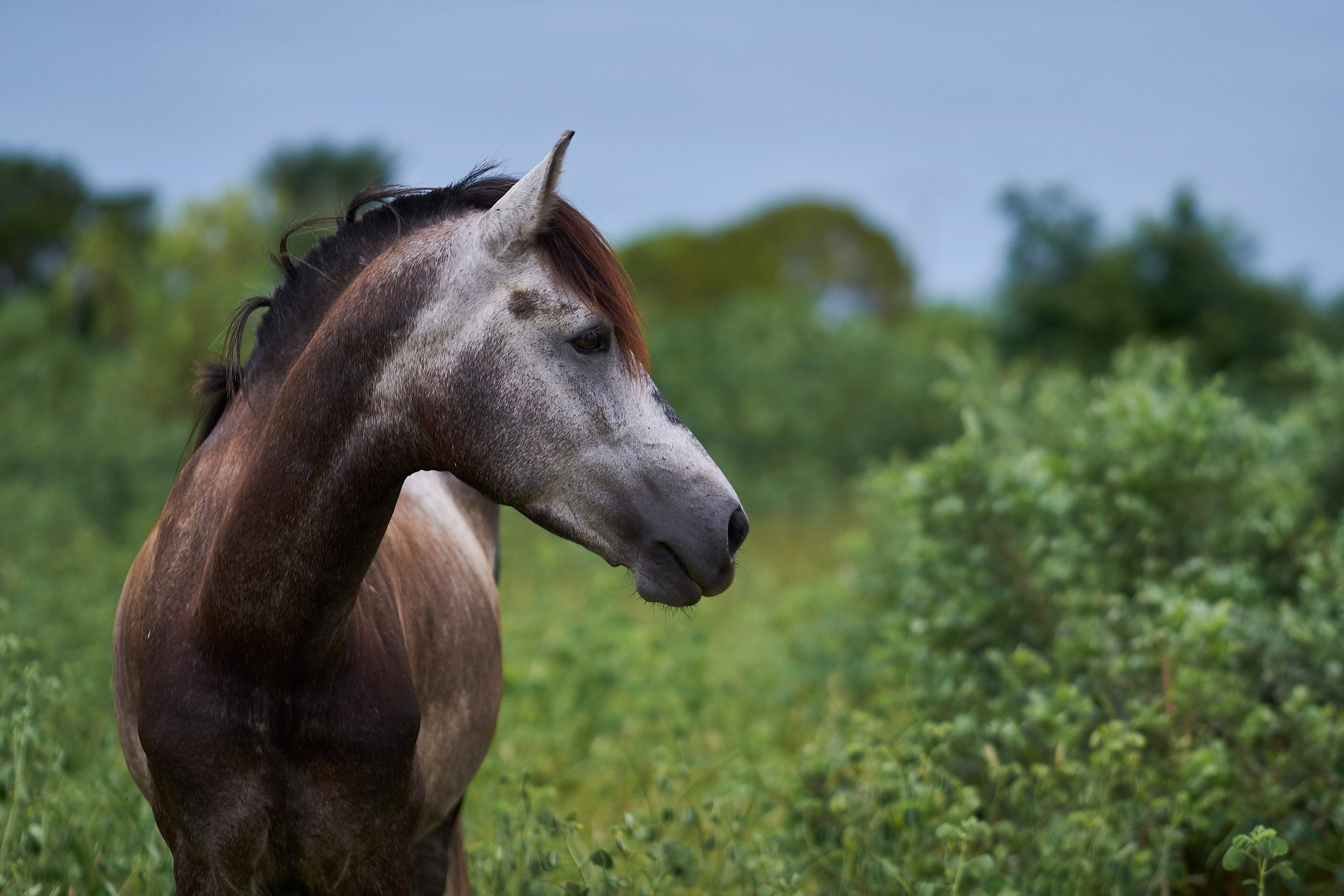 A horse in a green filed