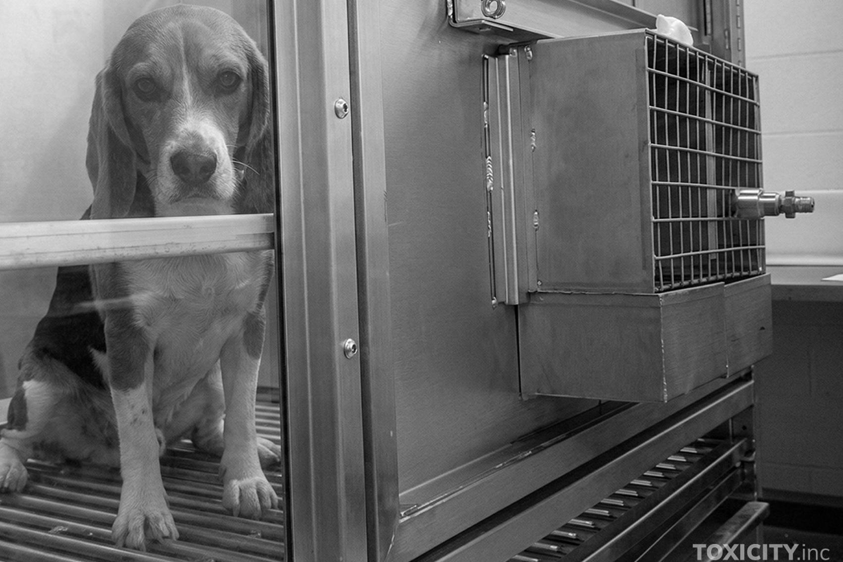 dog in lab
