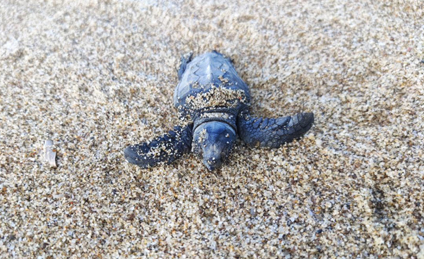 Tartarughe in pietra lavica come portafortuna e souvenir per turisti