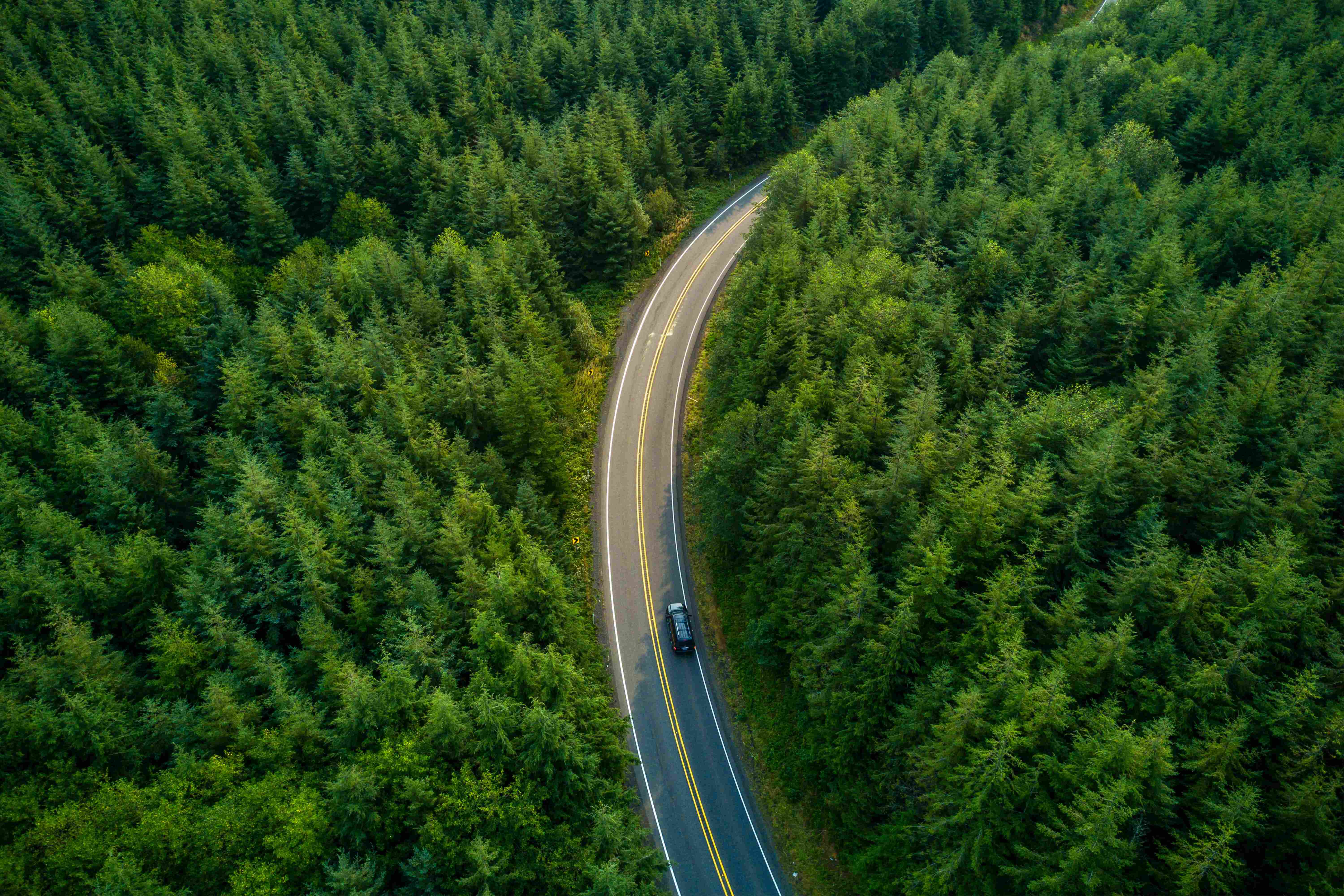 A winding road through a forest of pines. &copy; iStock