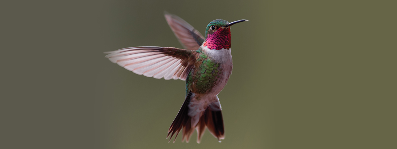 Hummingbird