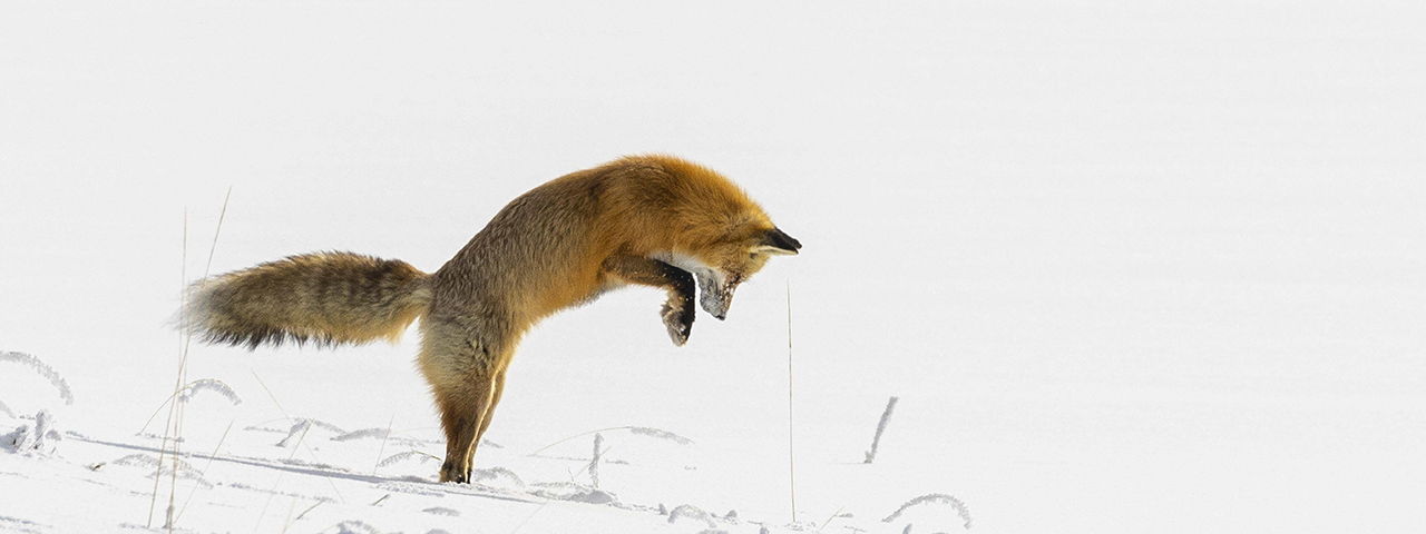 A fox hunting in Yellowstone National Park in the winter. &copy; Lin Teichman/TNC Photo Contest 2022