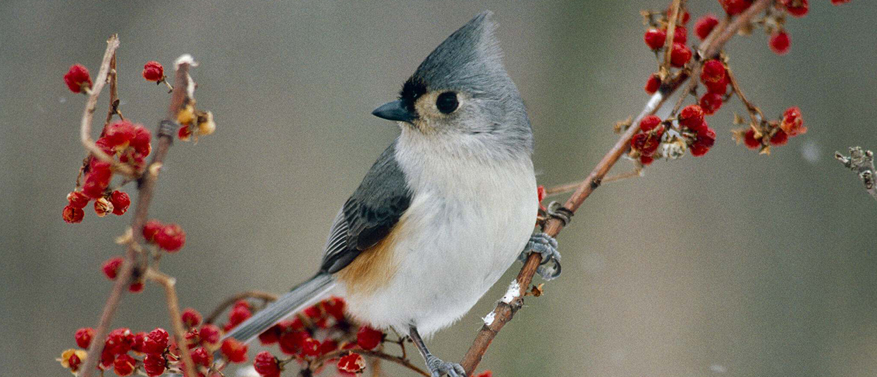 Tufted Titmouse photographed during winter in Michigan &copy; Janet Haas