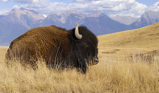 American Bison grazing at the National Bison Range Wildlife Refuge in Montana. &copy; Robert Granzow