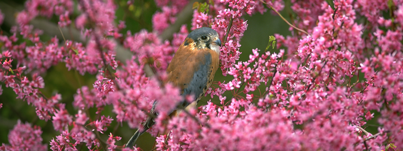 American kestrel in Kentucky, United States, North America.