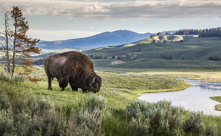 Bison grazing by the Yellowstone River. &copy; Jorgen Hog/TNC Photo Contest 2019 