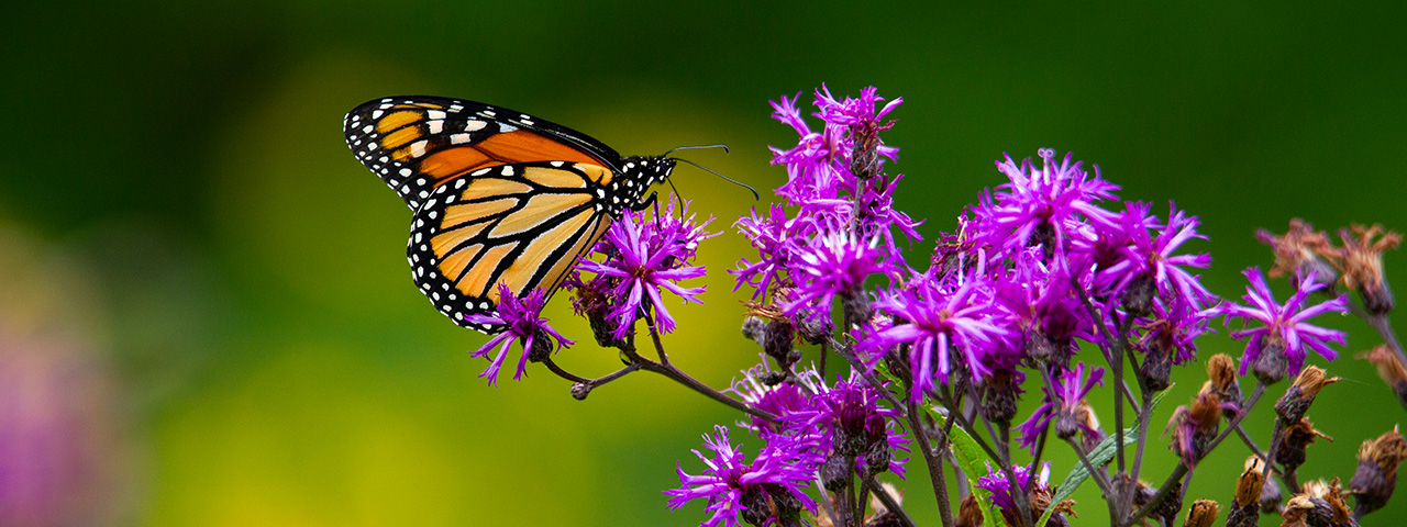 Monarch butterfly on ironweed, Ohio. © Kelly Volz