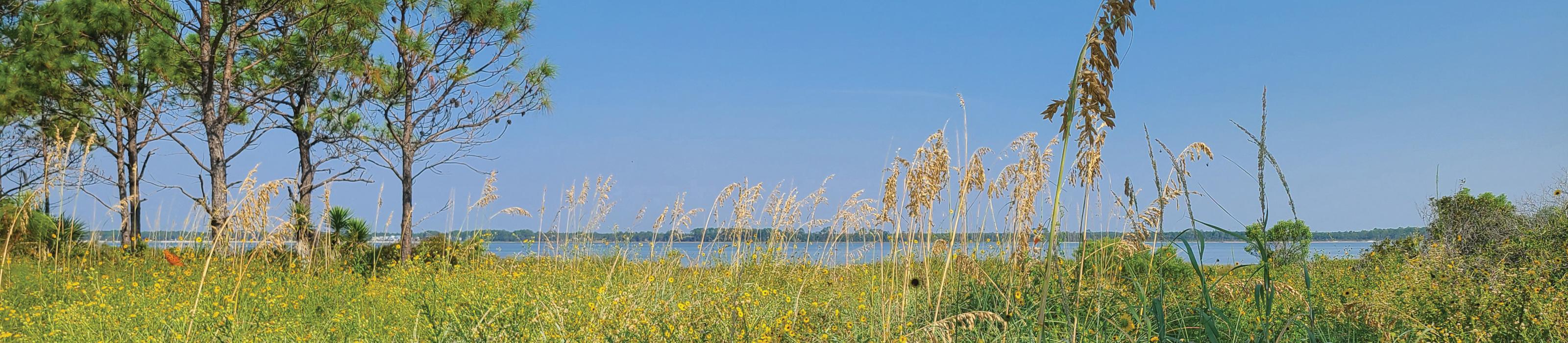 Phipps Preserve, Alligator Point, FL. Photo Credit: © Cathy Ricketts/TNC