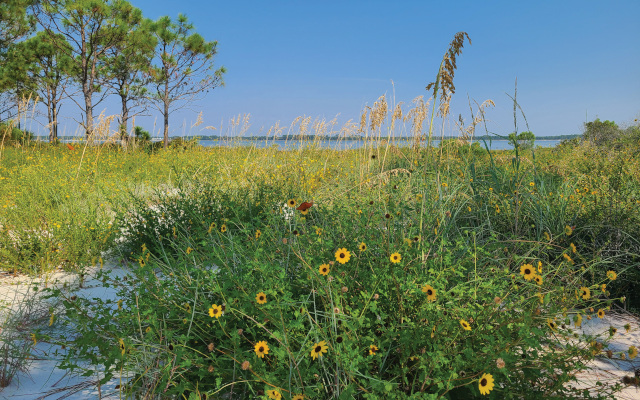 Phipps Preserve, Alligator Point, FL. Photo Credit: © Cathy Ricketts TNC
