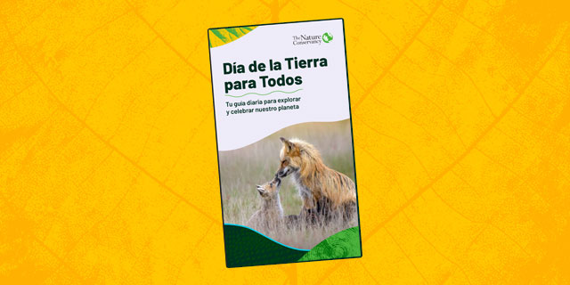 Un joven cachorro de zorro saluda a su progenitor en un campo de hierba alta.