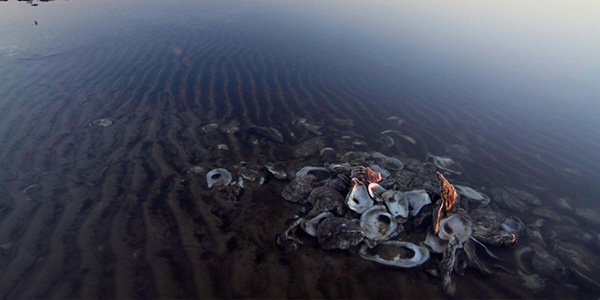 Restoration project at Mobile Bay in Alabama. © Erika Nortemann/TNC